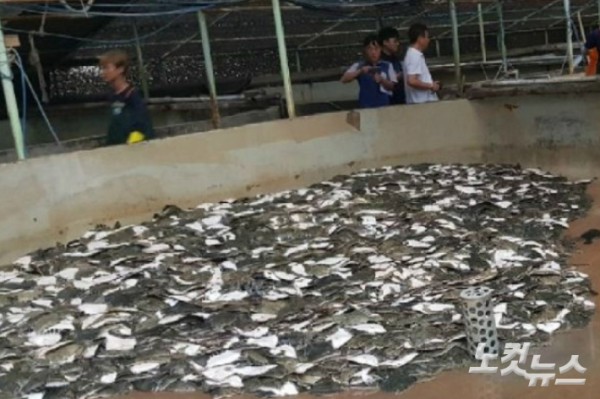 고수온으로 인해 폐사한 물고기. 자료사진